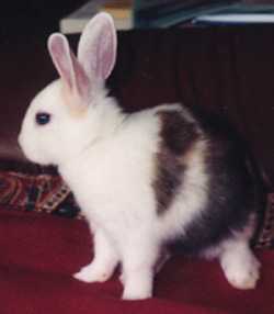Sammy