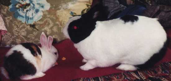 Sammy & Tabs